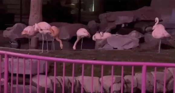 Se robaron un flamenco del Flamingo: un repaso a las redes sociales