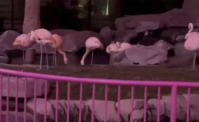 Se robaron un flamenco del Flamingo: un repaso a las redes sociales